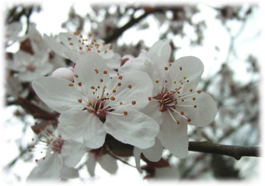 Kirschblüten