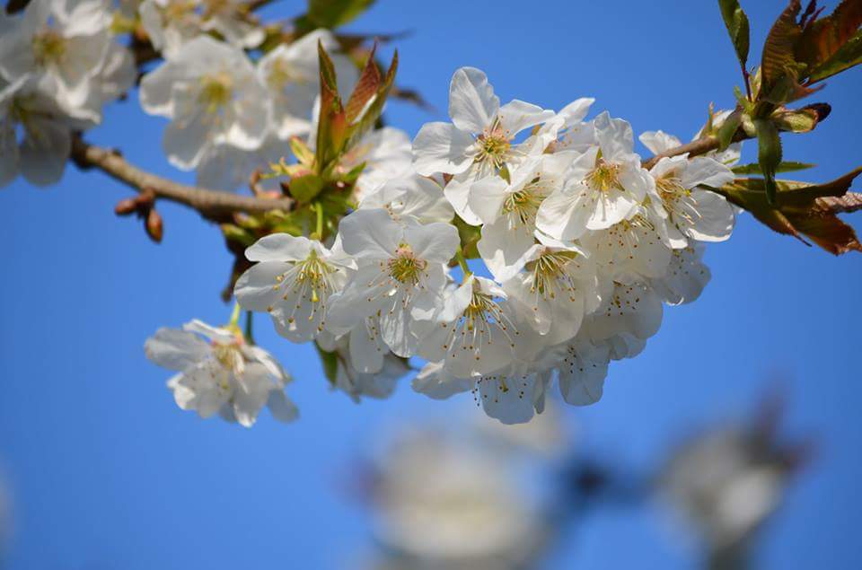 Kirschblüten