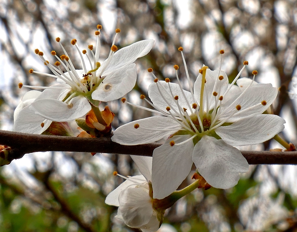 Kirschblüten...