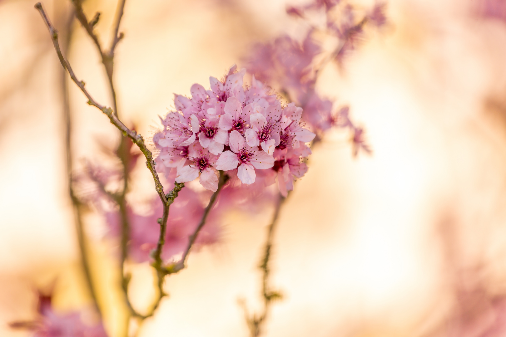 ...Kirschblüten...