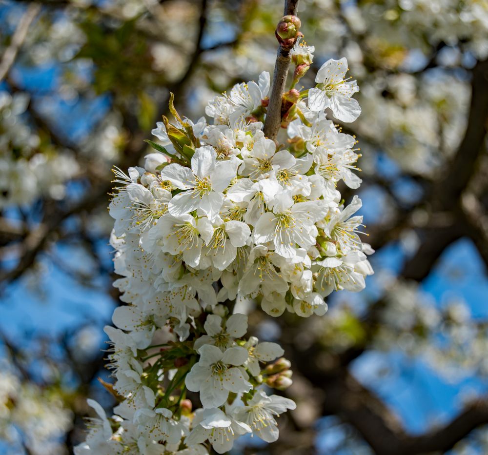 Kirschblüten