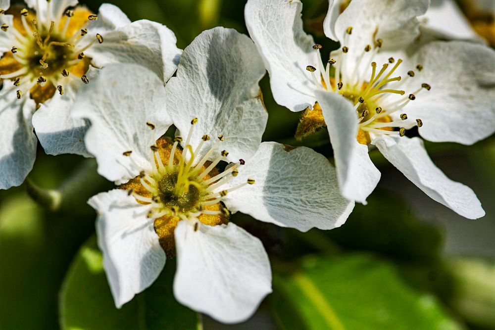 Kirschblüten