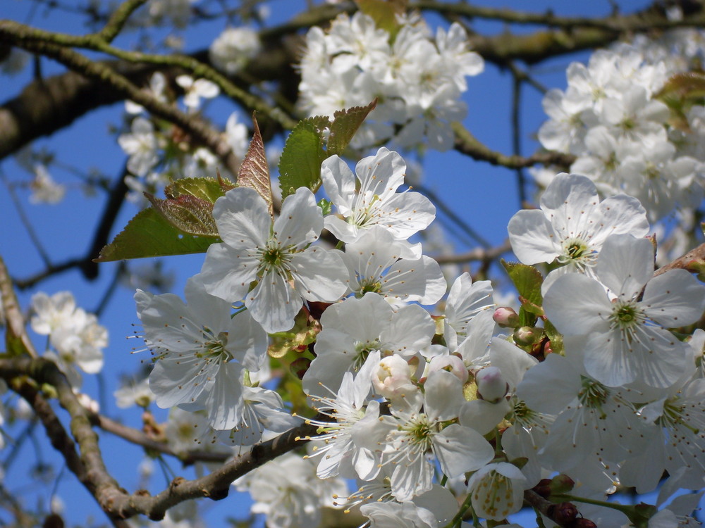 Kirschblüten