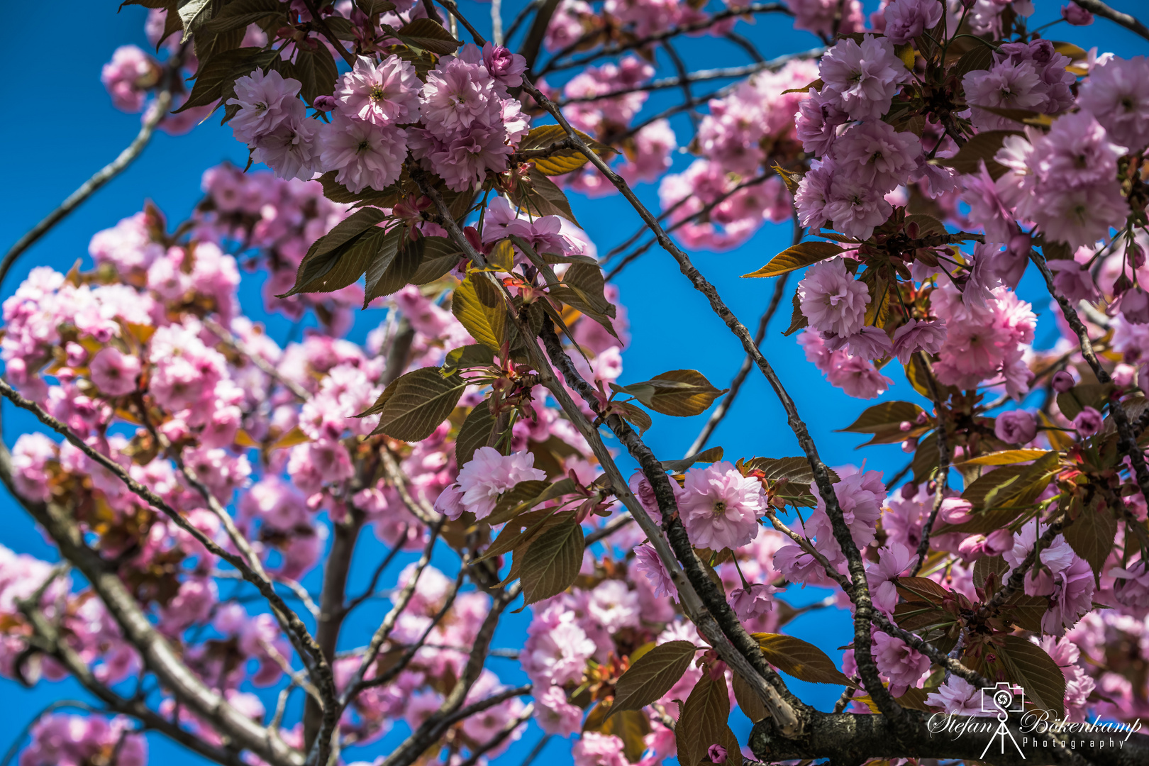 Kirschblüten