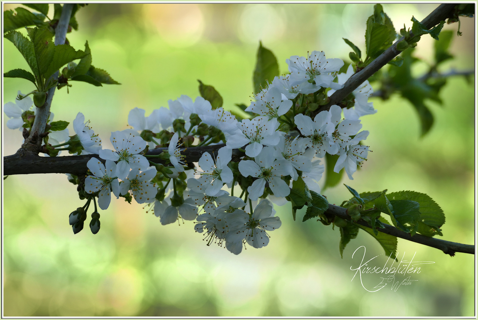 KIRSCHBLÜTEN