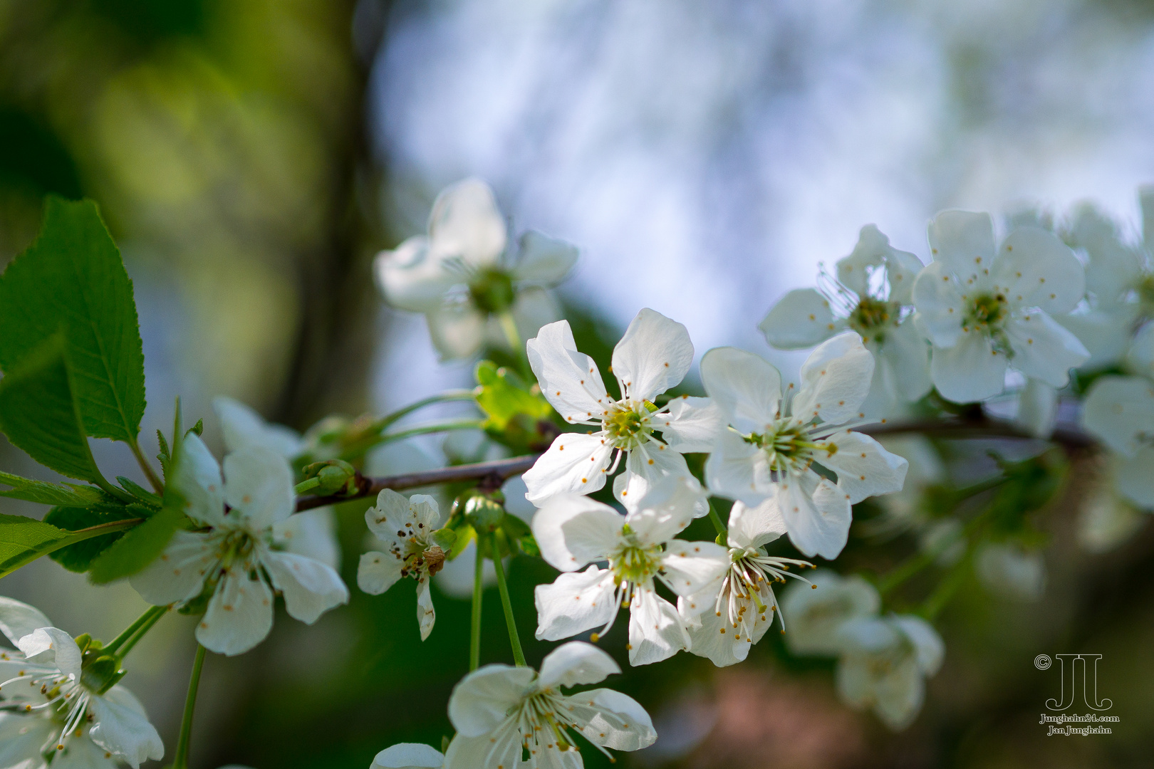 Kirschblüten