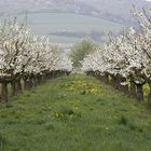 Kirschblüten-Allee