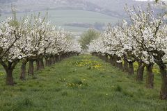 Kirschblüten-Allee