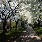 Kirschblüten Allee