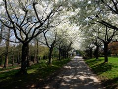 Kirschblüten Allee