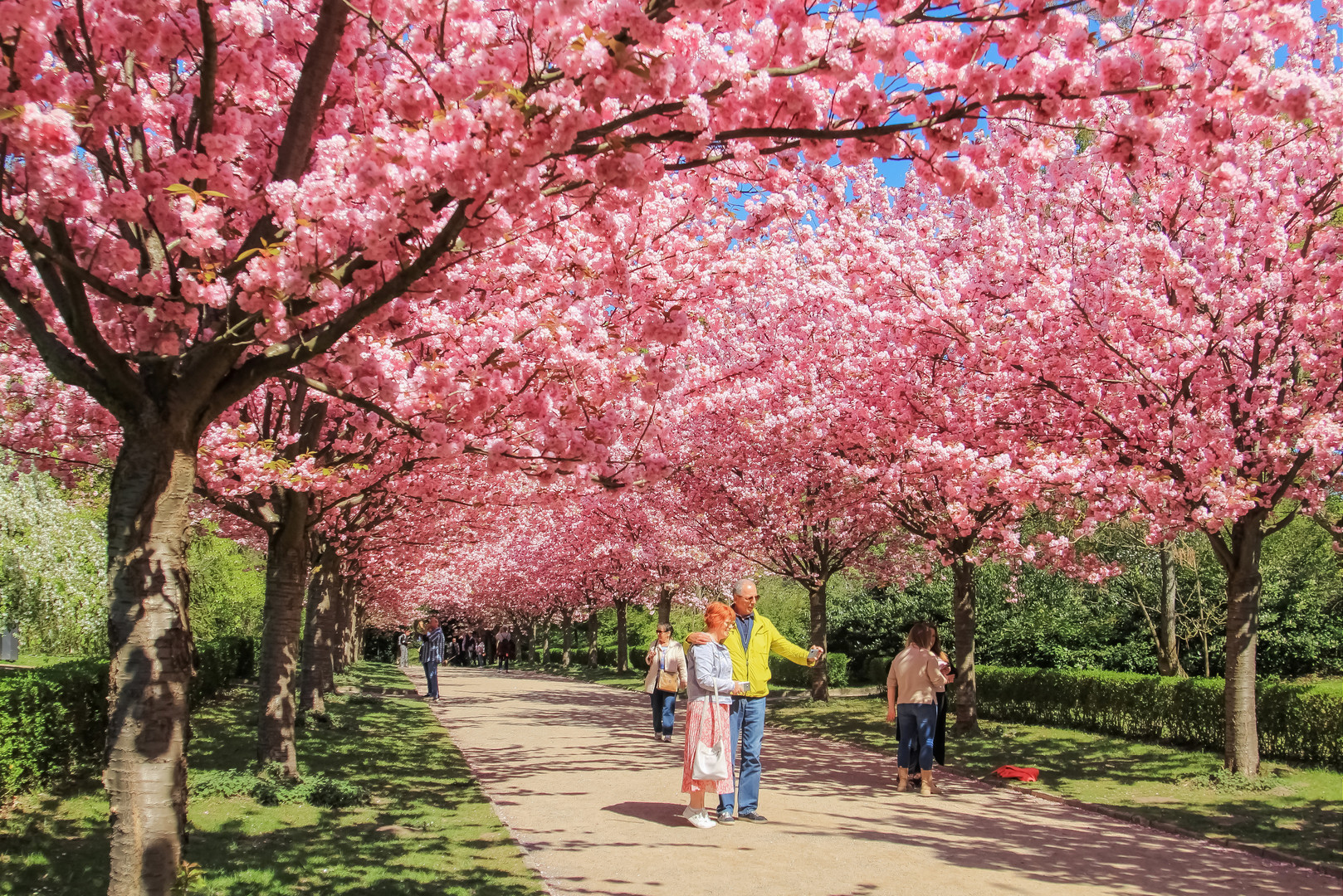 Kirschblüten-Allee