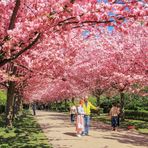 Kirschblüten-Allee