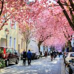 Kirschblüten Allee