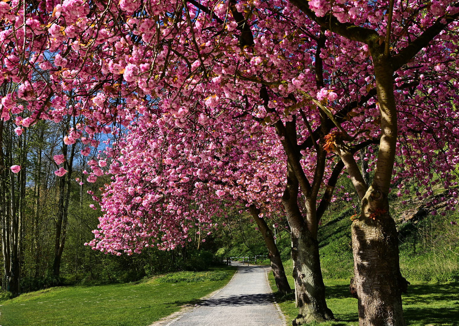 Kirschblüten-Allee