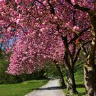 Kirschblüten-Allee