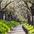 Kirschblüten-Allee... 