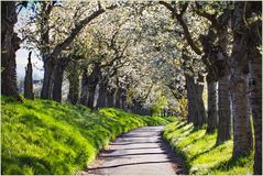 Kirschblüten-Allee... 