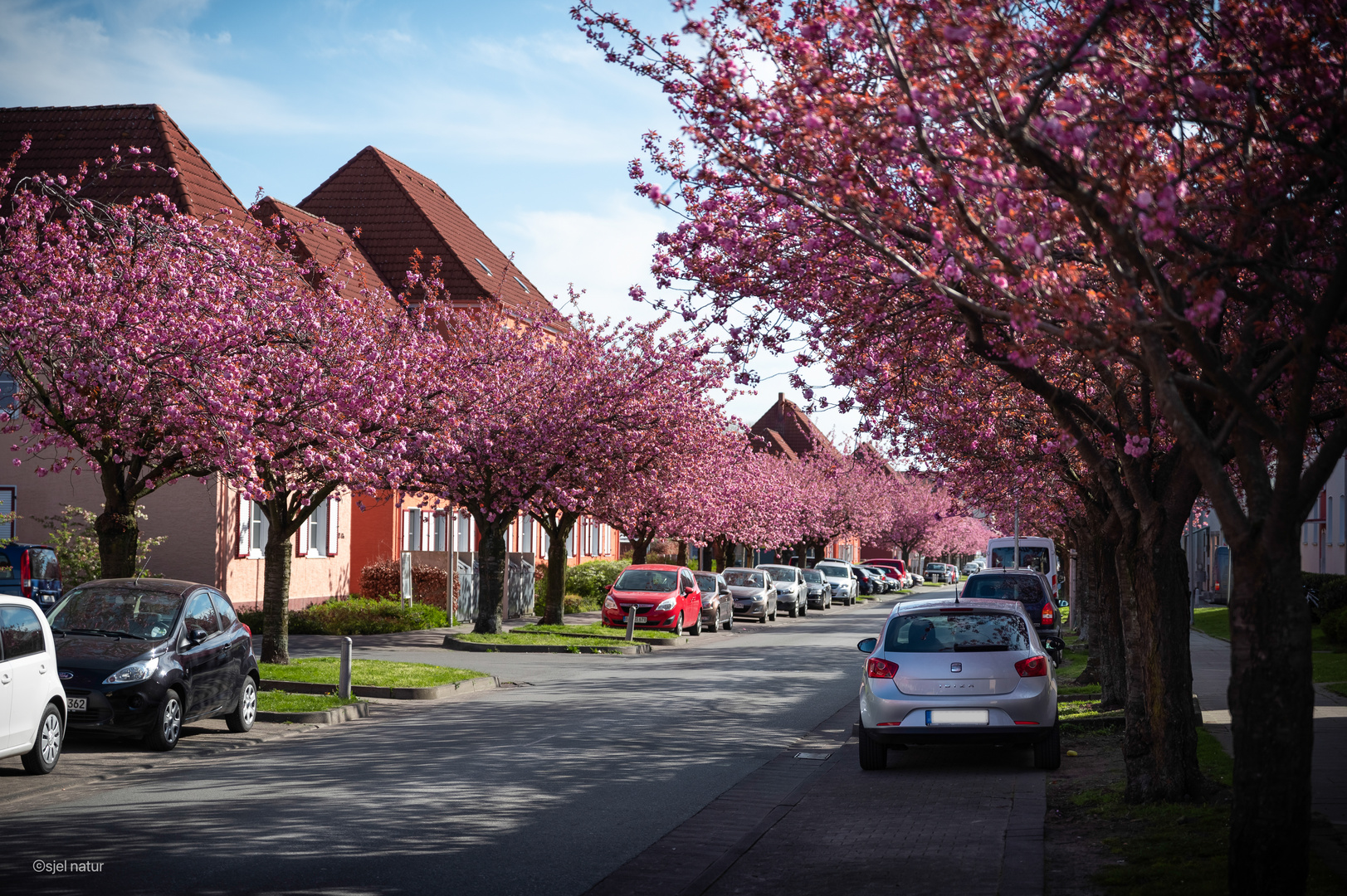 Kirschblüten-Allee 