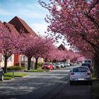 Kirschblüten-Allee 