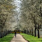 Kirschblüten Allee