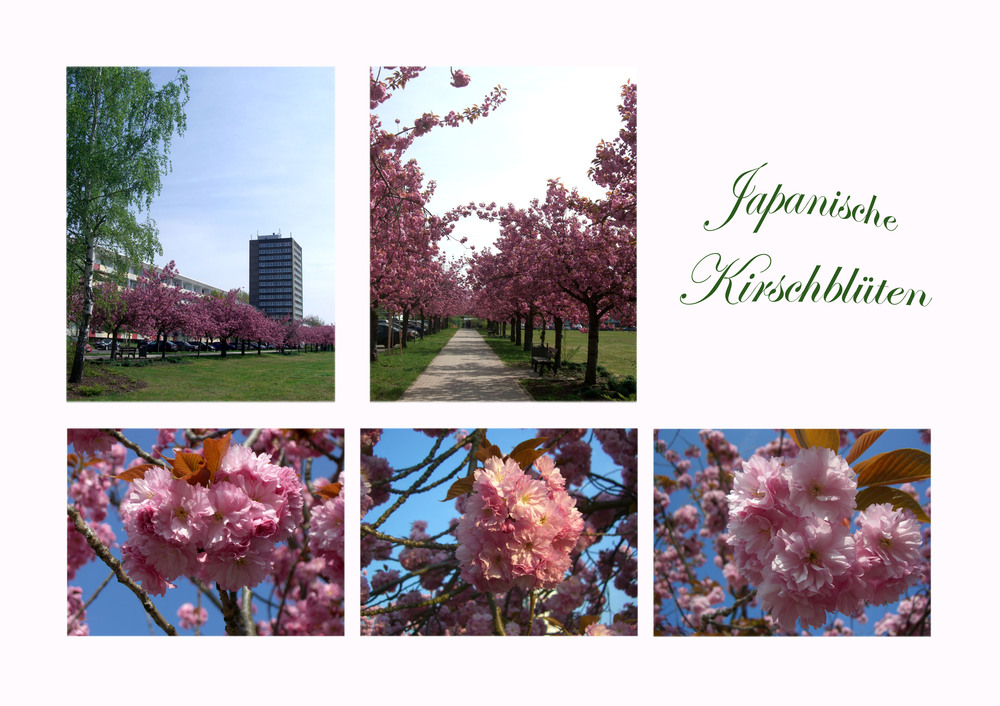 Kirschblüten-Allee in Frankfurt (Oder)-Nord