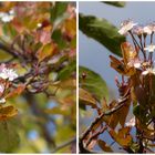 Kirschblüten am 16. Oktober