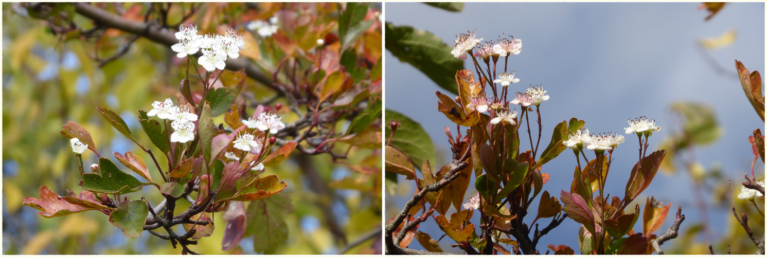 Kirschblüten am 16. Oktober