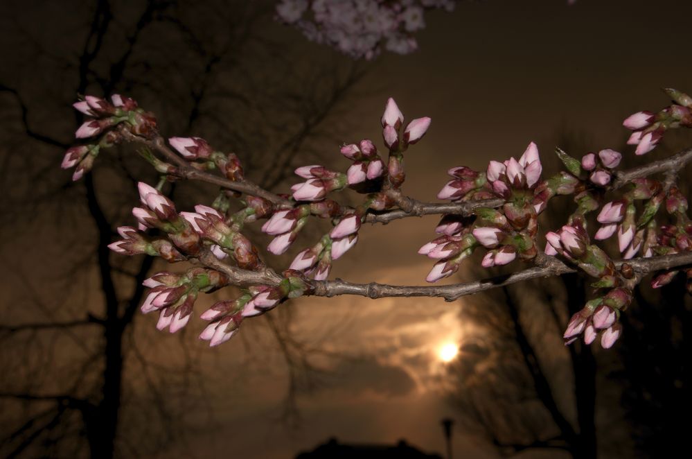 Kirschblüten am Abend II