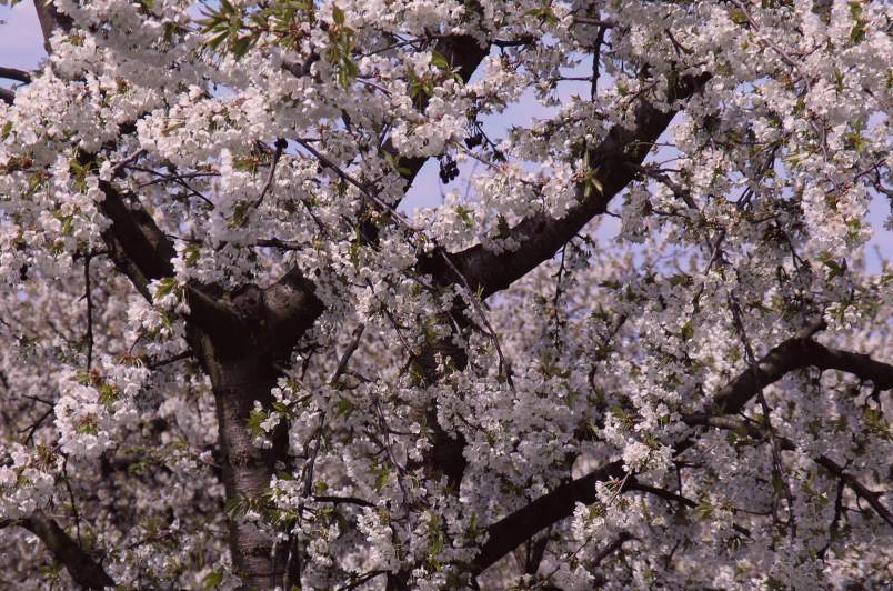 Kirschblüten am alten Stamm