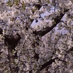 Kirschblüten am alten Stamm