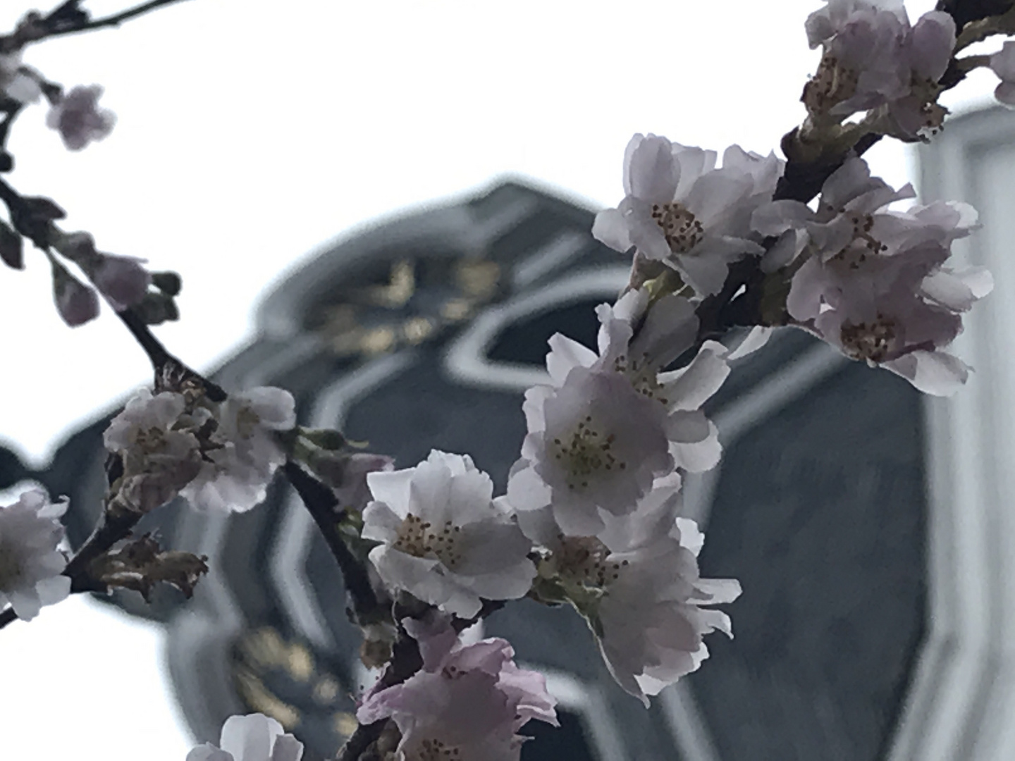 Kirschblüten am Barbaratag in Wetzlar