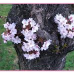 Kirschblüten am Baumstamm