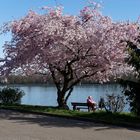 Kirschblüten am Eltviller Rheinufer (1)