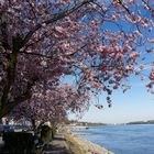 Kirschblüten am Eltviller Rheinufer (2)