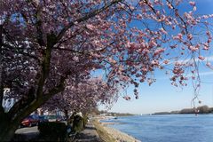 Kirschblüten am Eltviller Rheinufer (2)