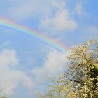 Kirschblüten am Ende des Regenbogens ...