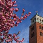 Kirschblüten am Kirchturm