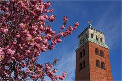 Kirschblüten am Kirchturm
