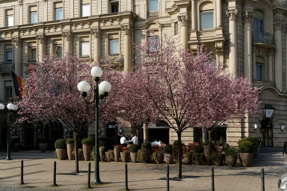 Kirschblüten am Nassauer Hof am 13. März 2014