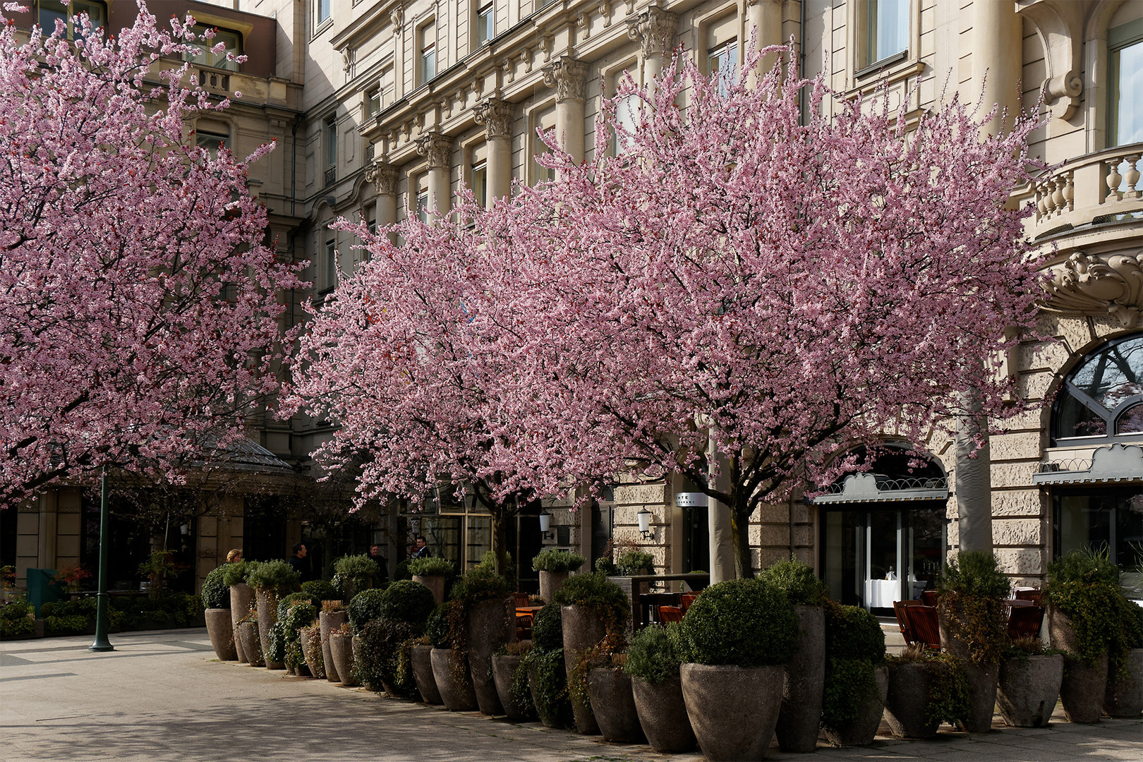 Kirschblüten am Nassauer Hof am 16. März 2014