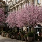 Kirschblüten am Nassauer Hof am 16. März 2014