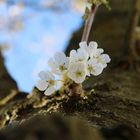 Kirschblüten am Stamm