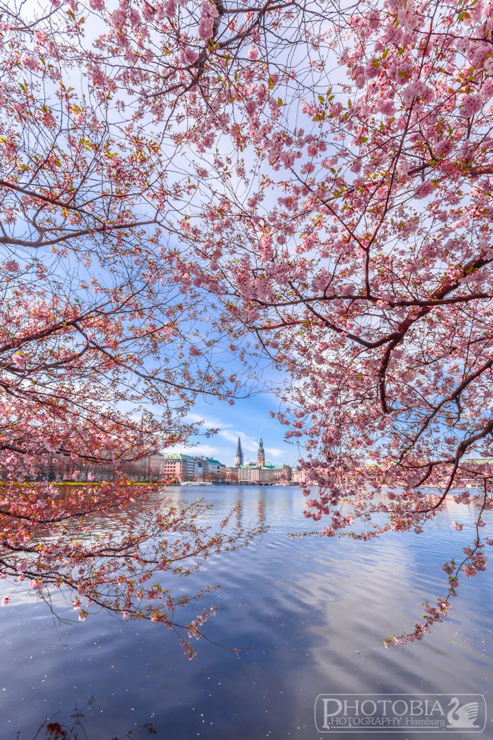 Kirschblüten an Alster