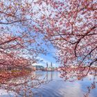 Kirschblüten an Alster