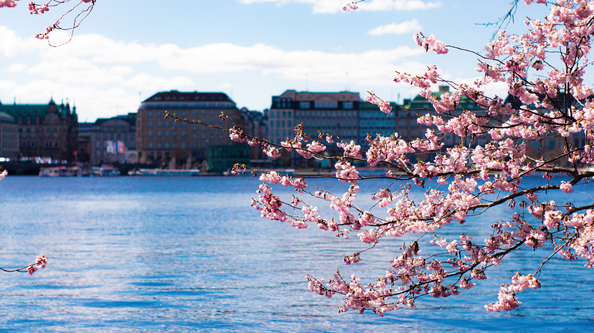 Kirschblüten an der Alster