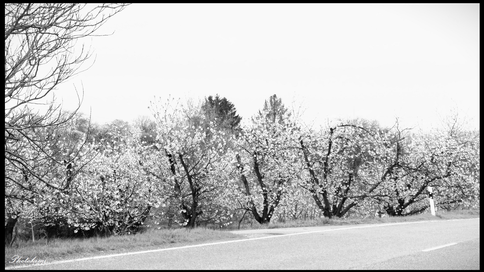 Kirschblüten an der Landstraße