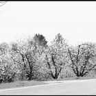 Kirschblüten an der Landstraße