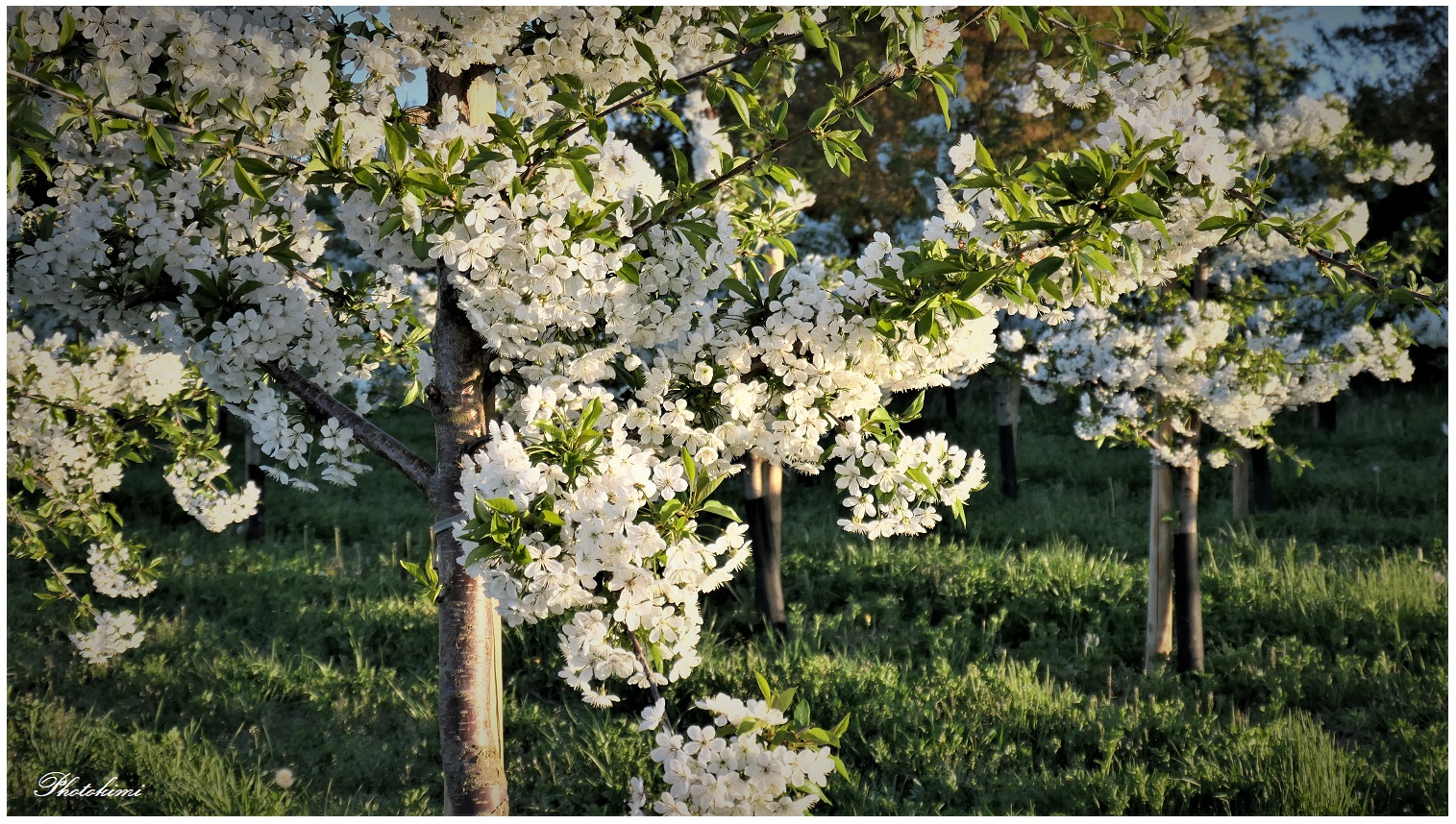 Kirschblüten auf der Plantage (I)