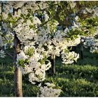 Kirschblüten auf der Plantage (I)