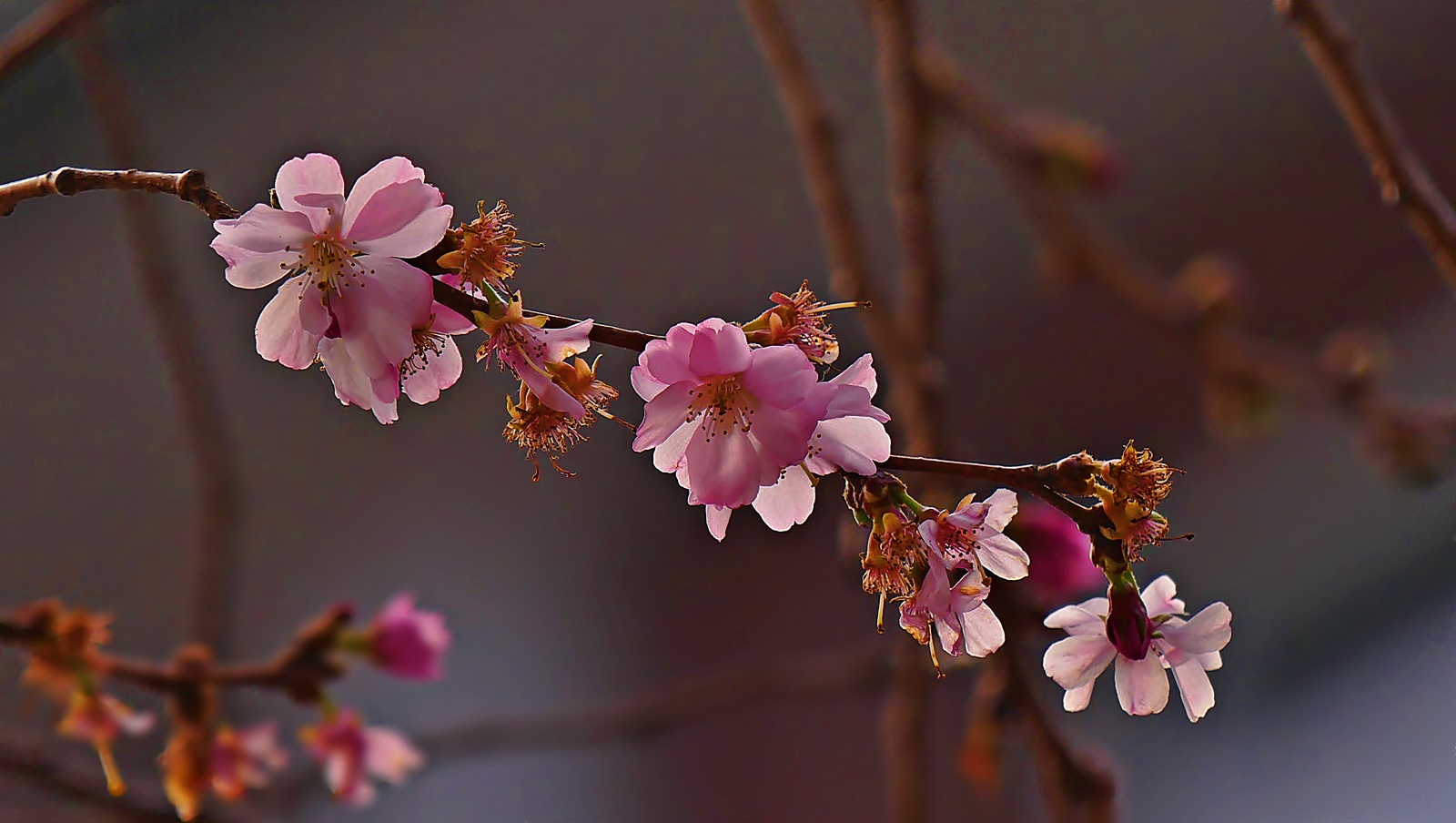 Kirschblüten auf der Rü!